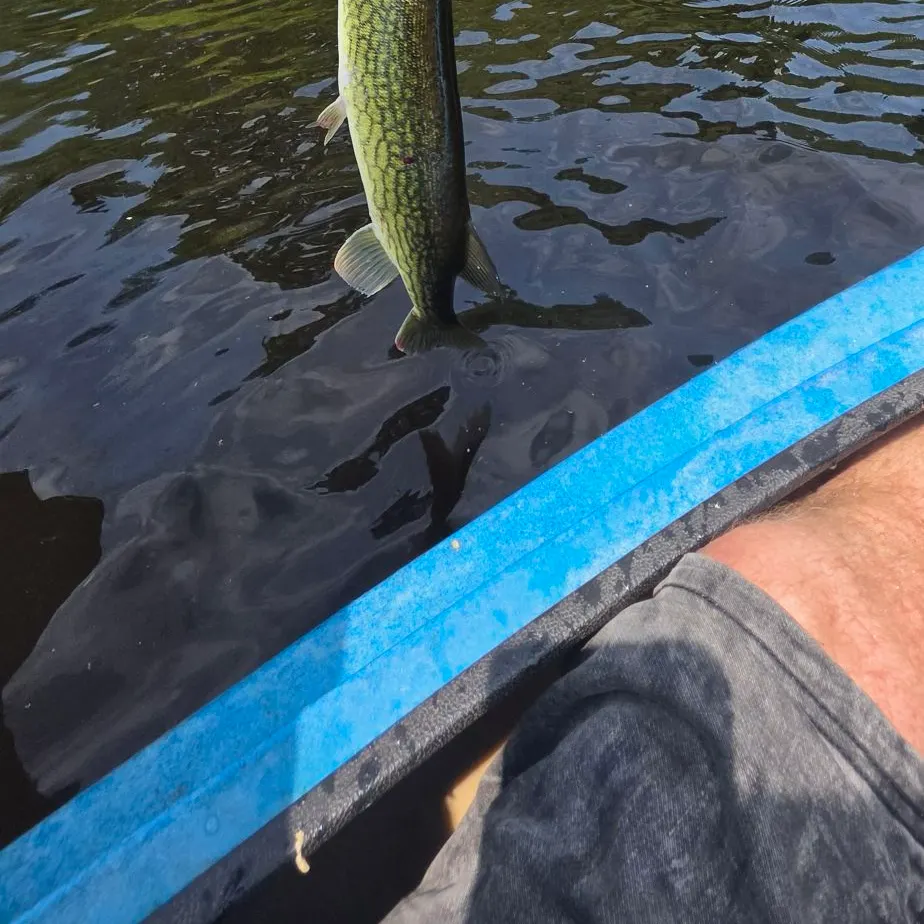 Chain pickerel caught on Fishbrain