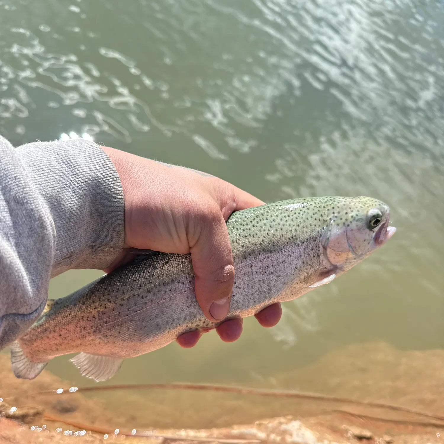The most recent Rainbow trout catches on Fishbrain