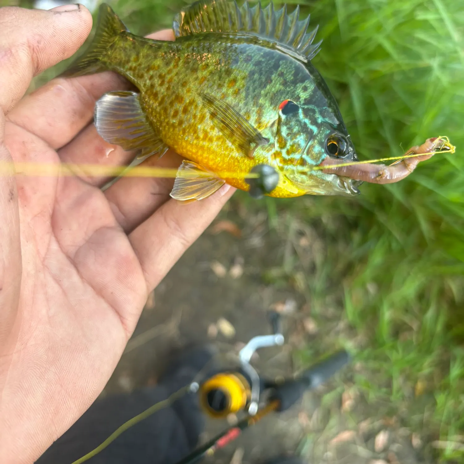 Pumpkinseed caught on Fishbrain