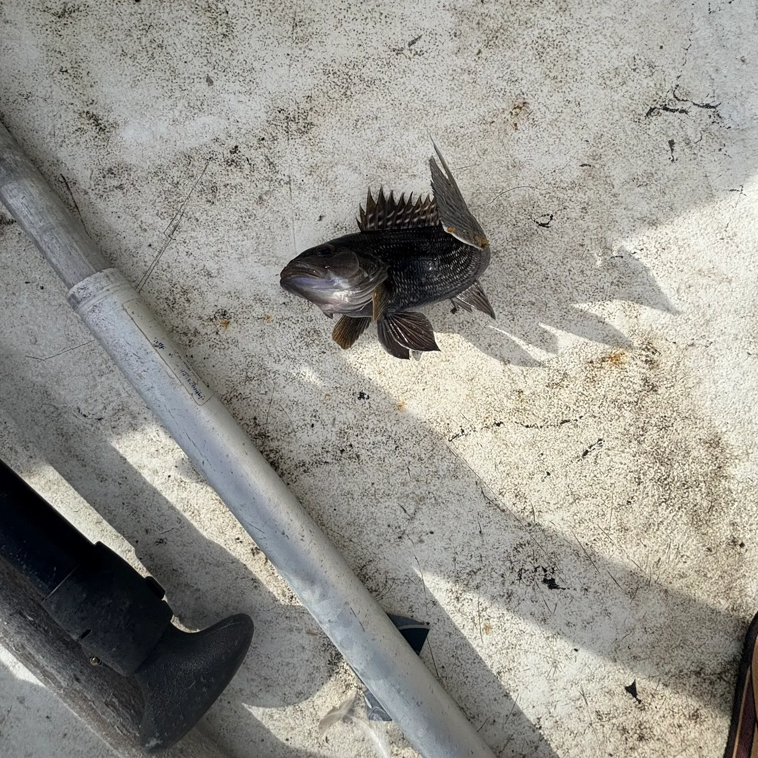 Black sea bass caught on Fishbrain