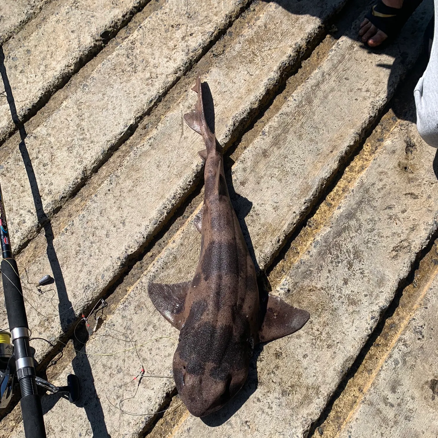 ᐅ Fortescue Bay fishing reports🎣• Kingston, Tasmania (Australia) fishing