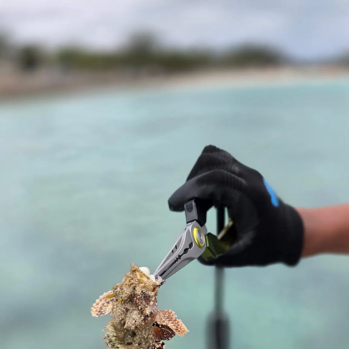 The most recent Pacific spotted scorpionfish catches on Fishbrain