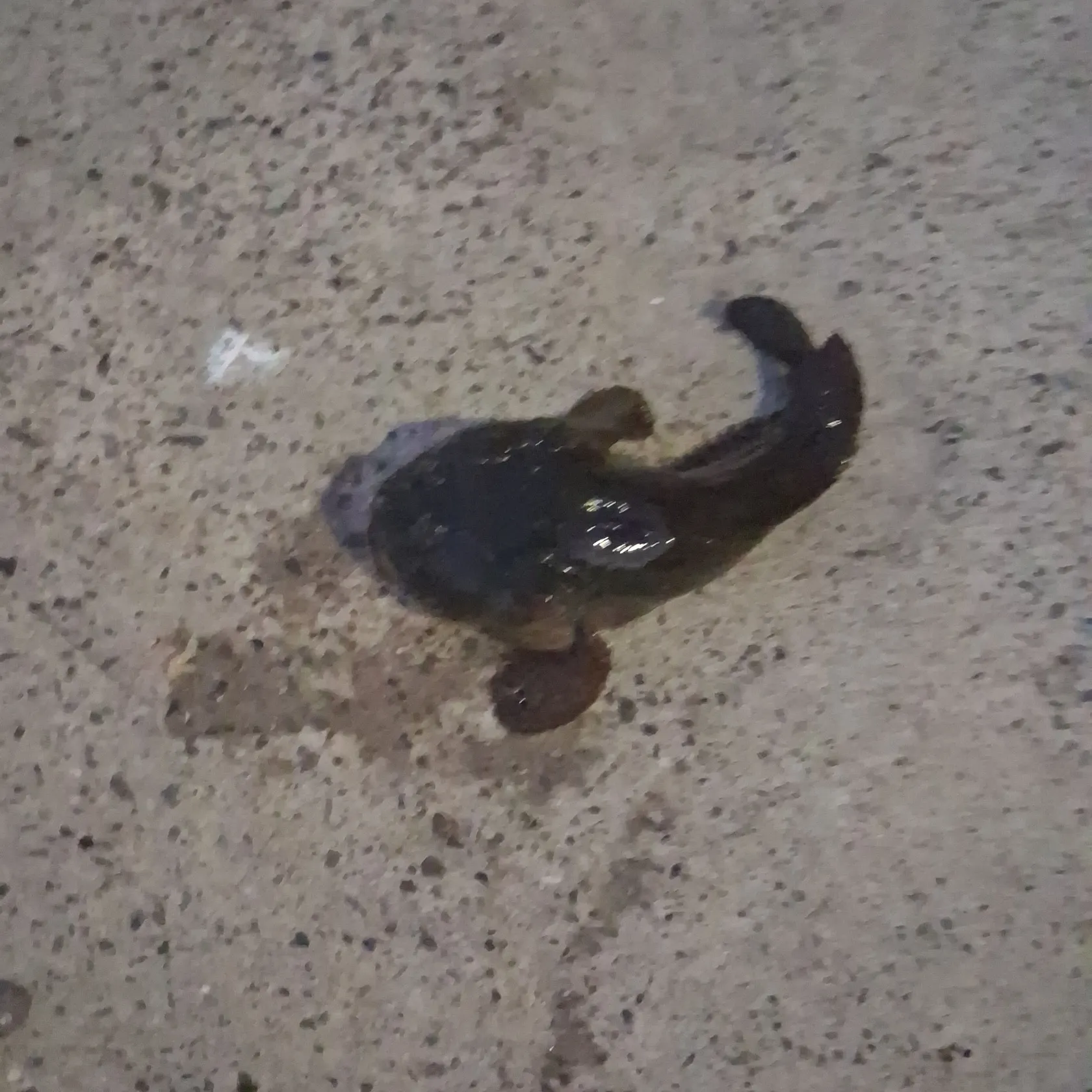 Gulf toadfish caught on Fishbrain