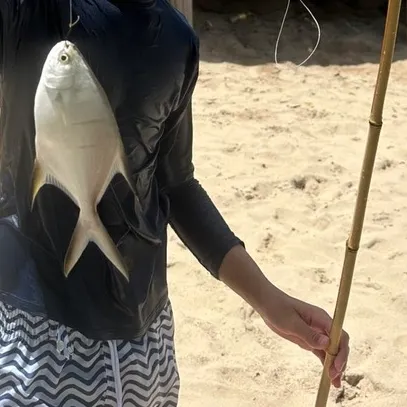 The most recent Palometa catches on Fishbrain