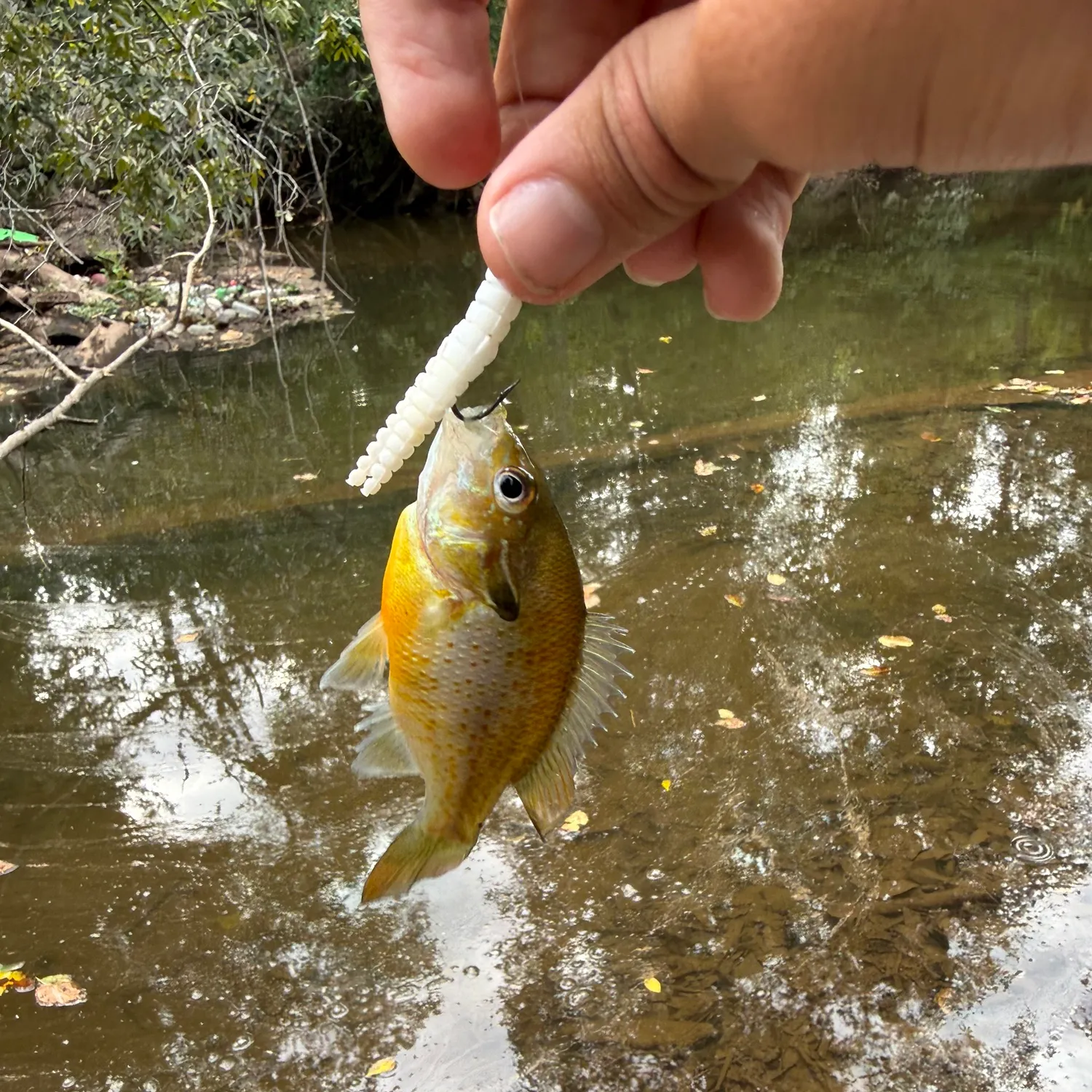 Redbreast sunfish caught on Fishbrain