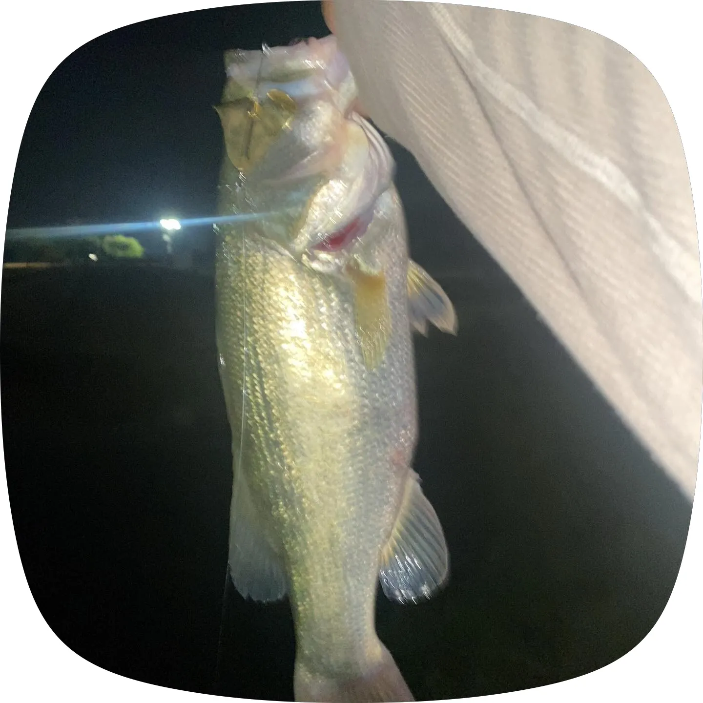 Largemouth bass caught on Fishbrain