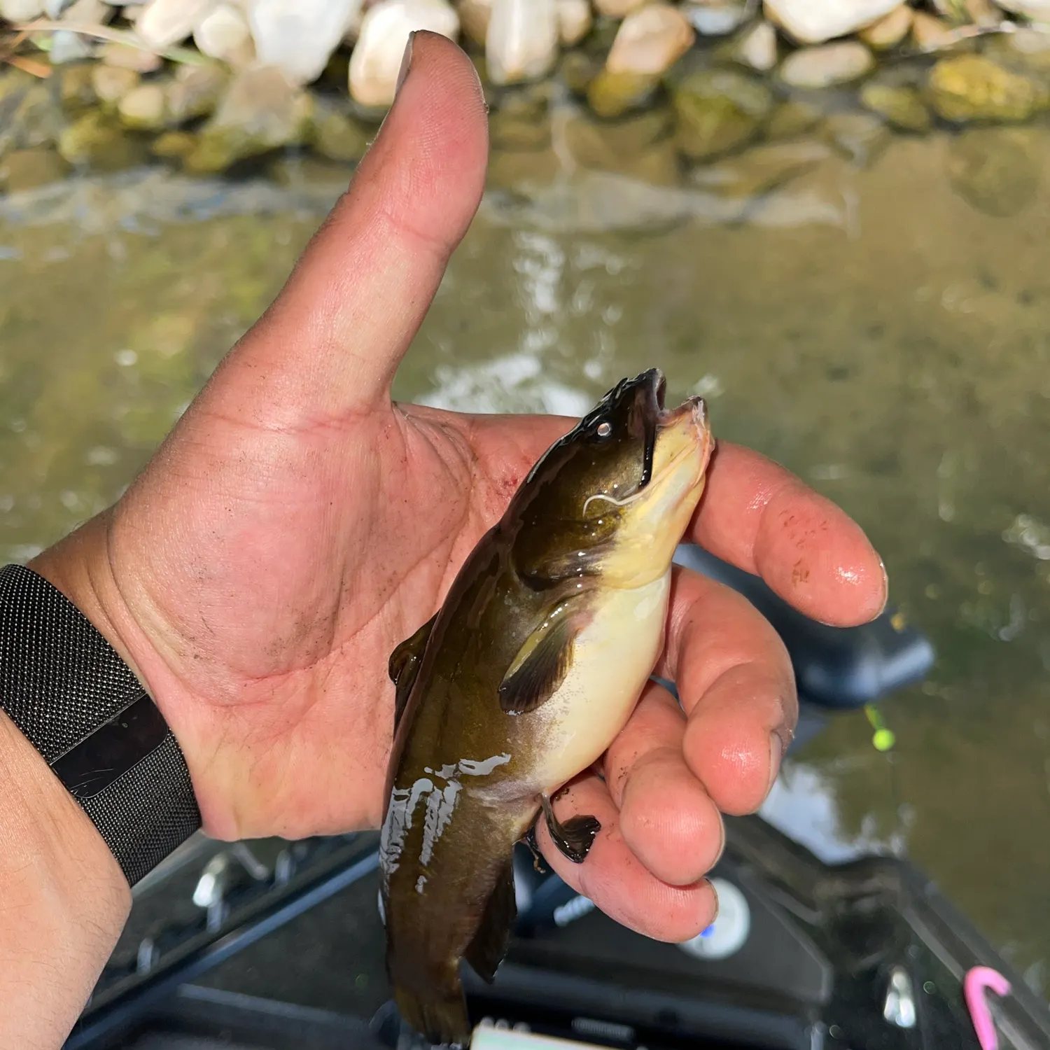 catch