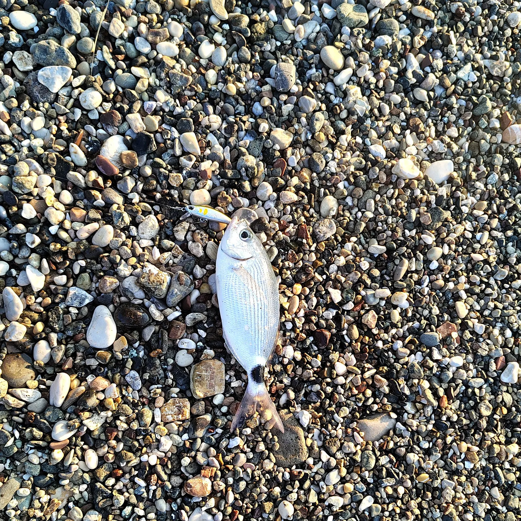 The most recent Saddled seabream catches on Fishbrain