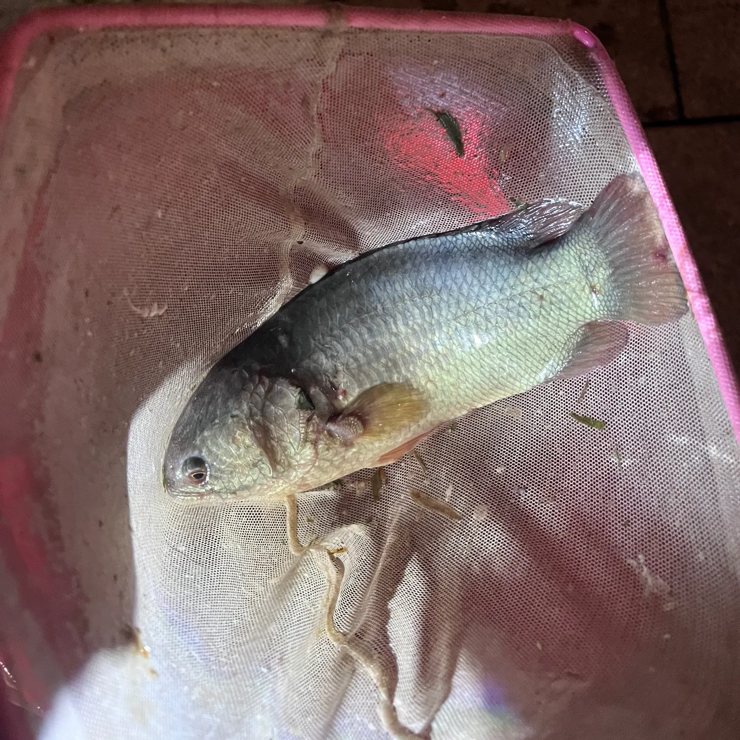 The most recent Climbing perch catches on Fishbrain