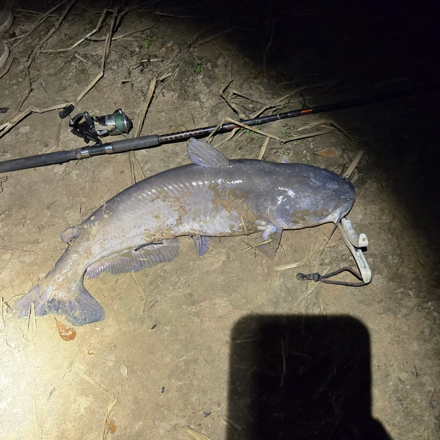 The most recent Blue catfish catches on Fishbrain