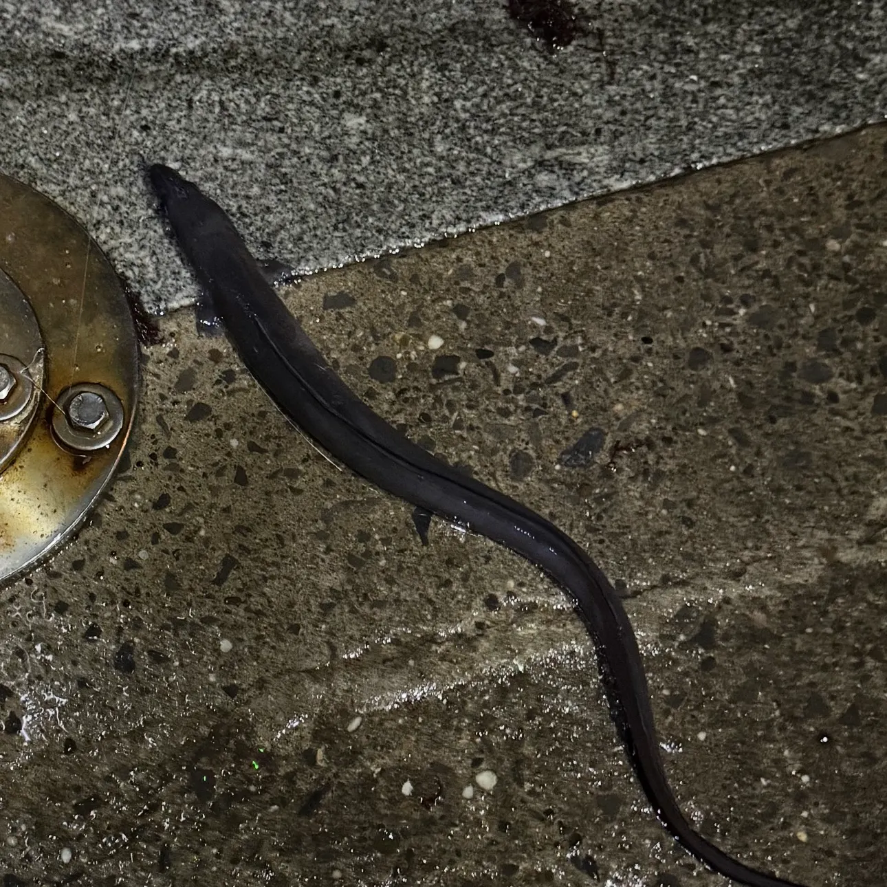 European conger caught on Fishbrain