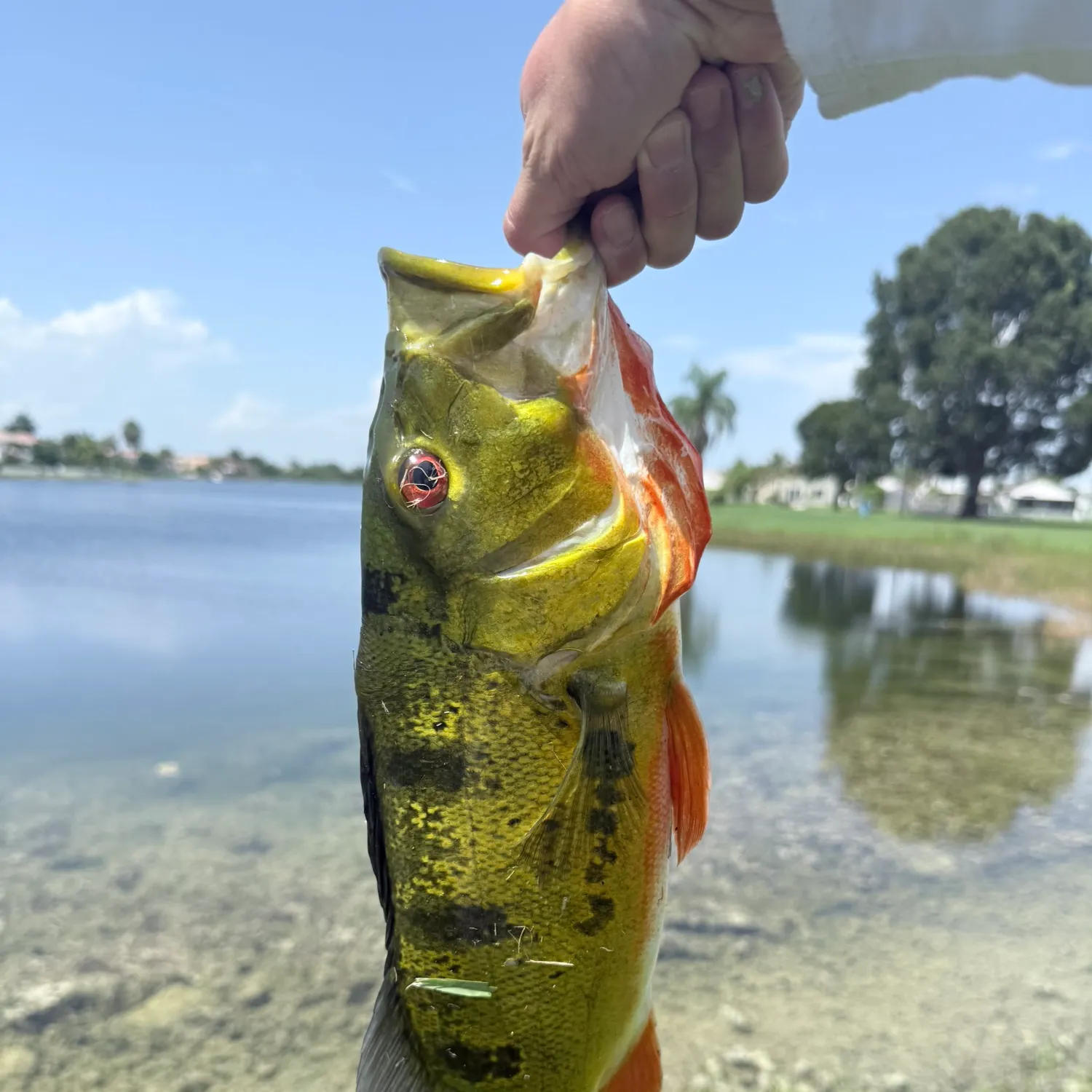 Butterfly peacock bass caught on Fishbrain