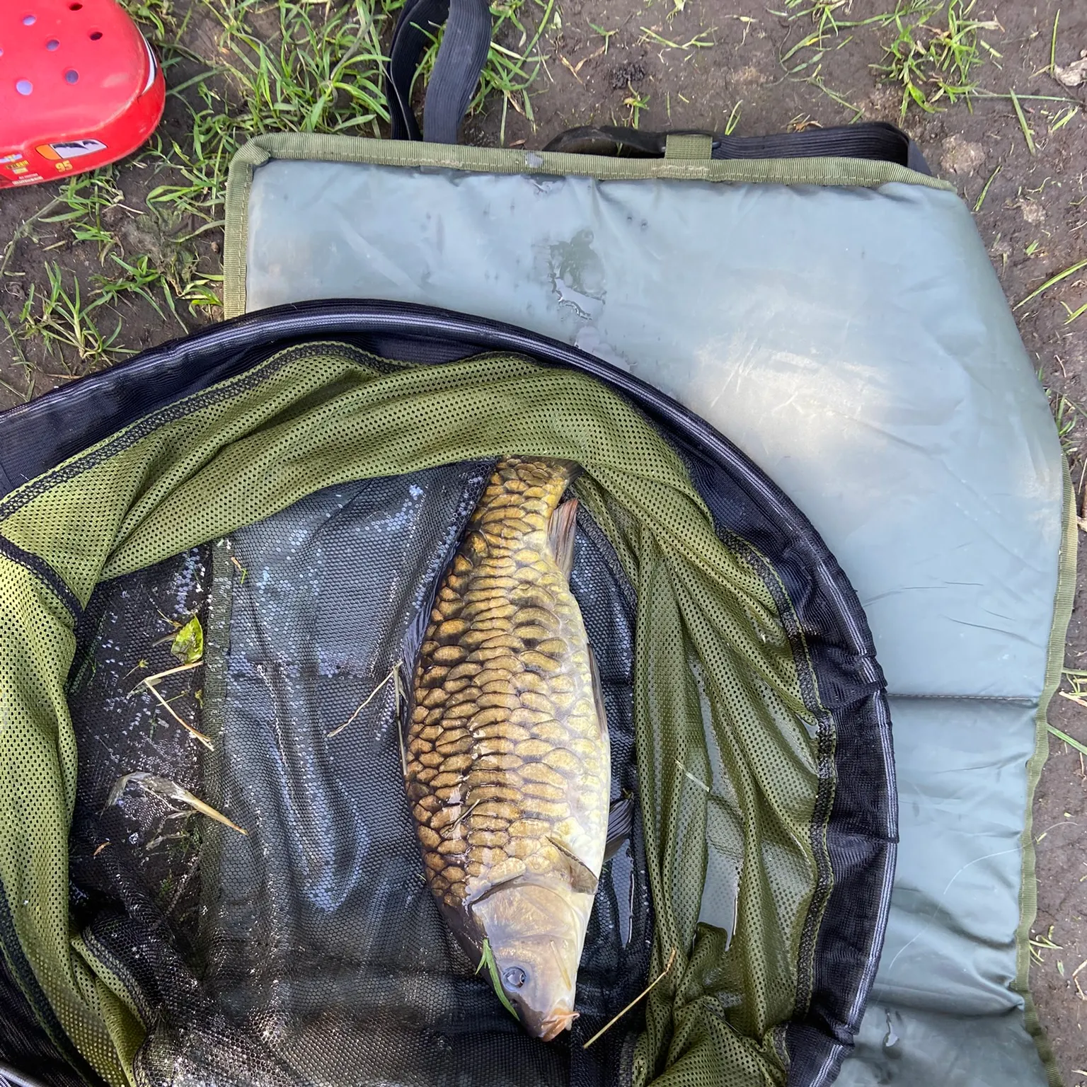 The most recent Mirror carp catches on Fishbrain
