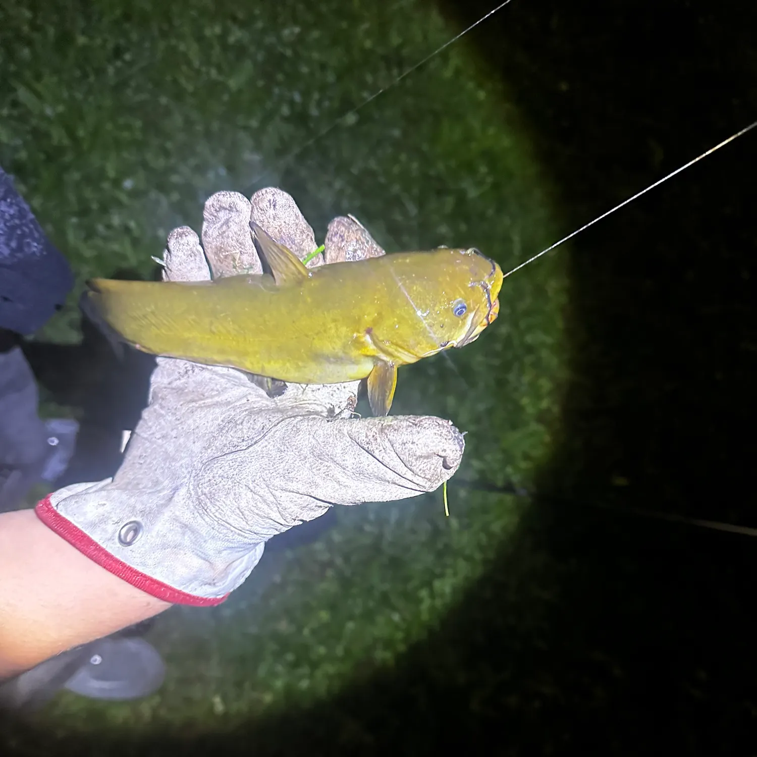 Yellow bullhead caught on Fishbrain