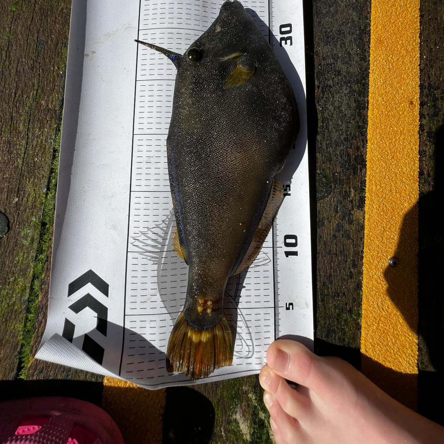 recently logged catches