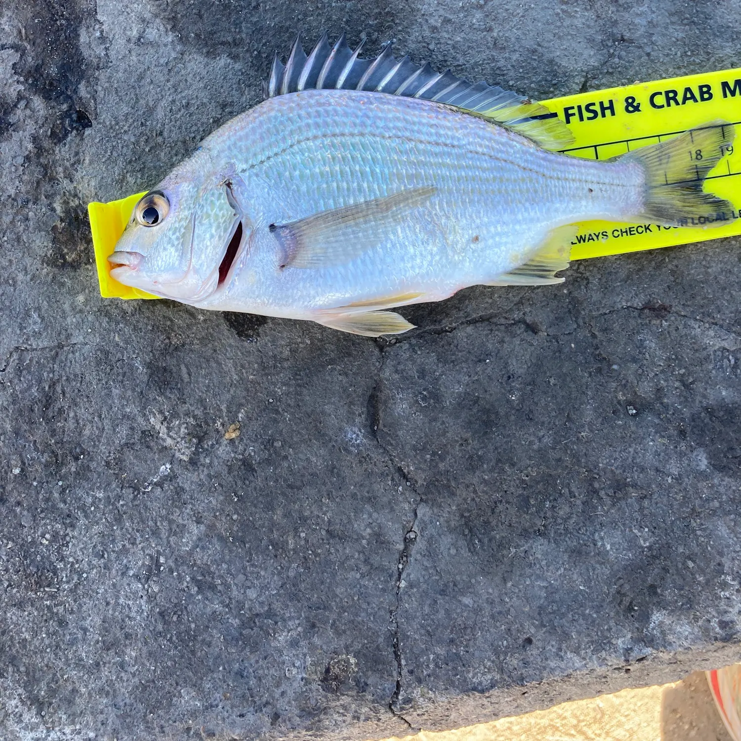 The most recent Southern black bream catches on Fishbrain