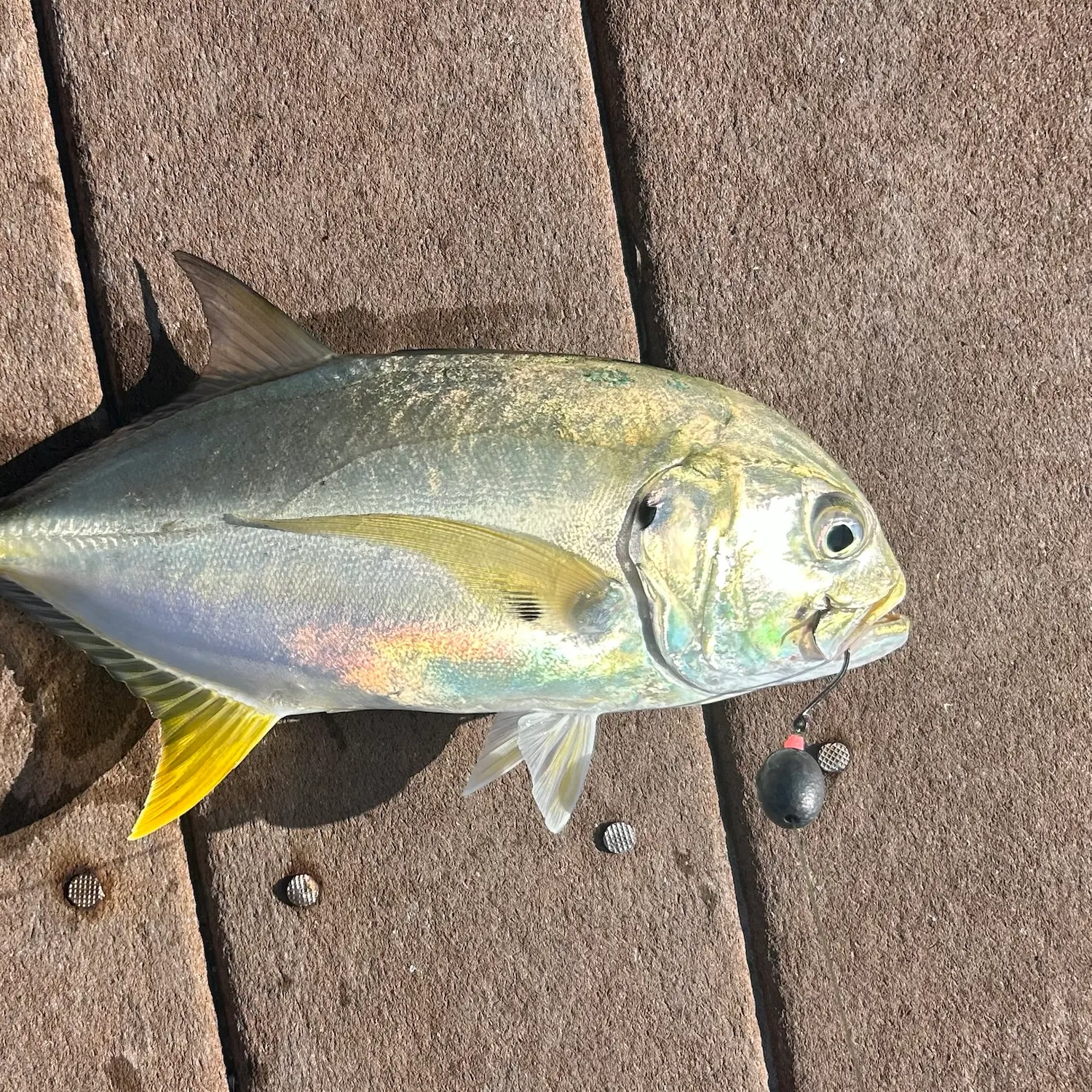 Crevalle jack caught on Fishbrain