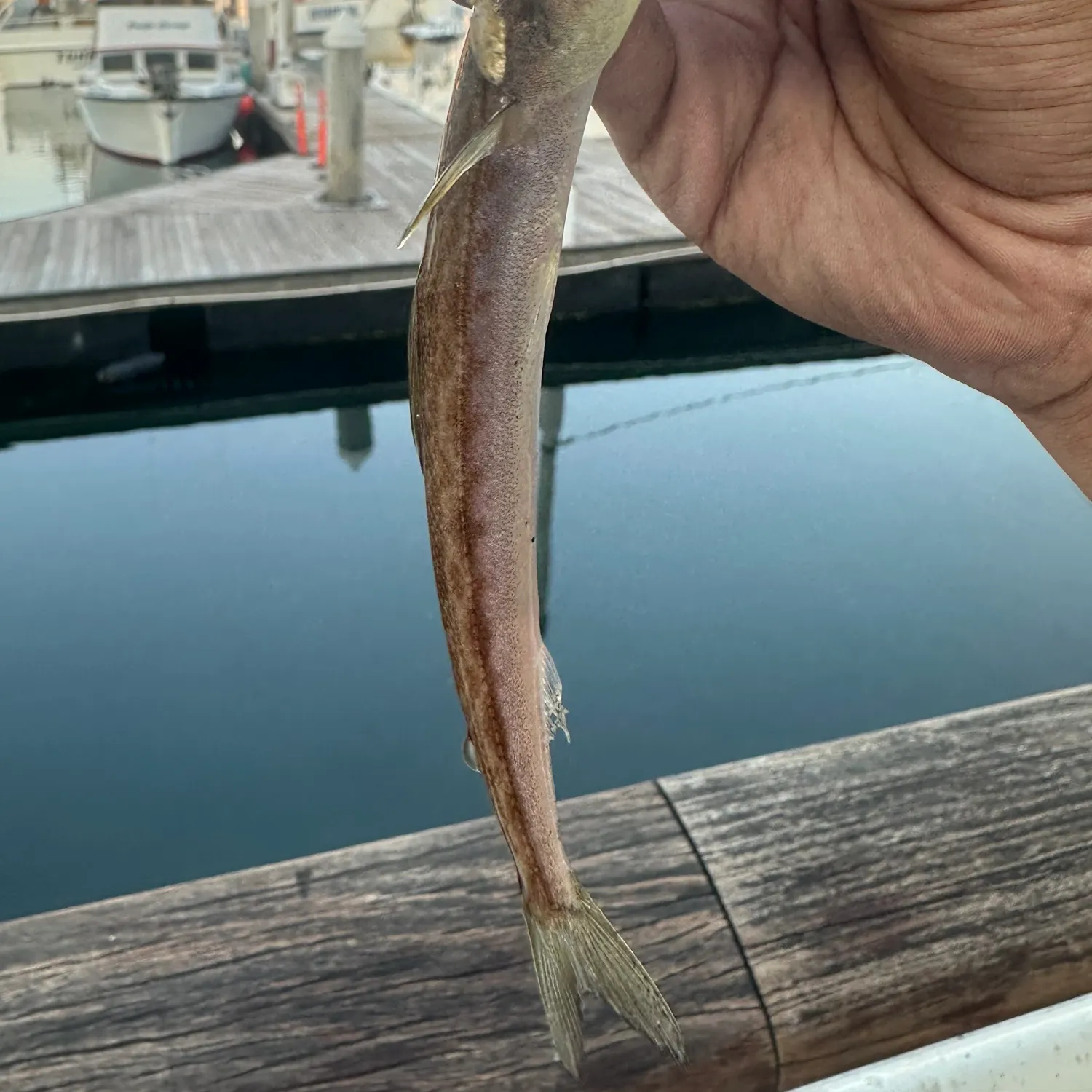 The most recent Inshore lizardfish catches on Fishbrain