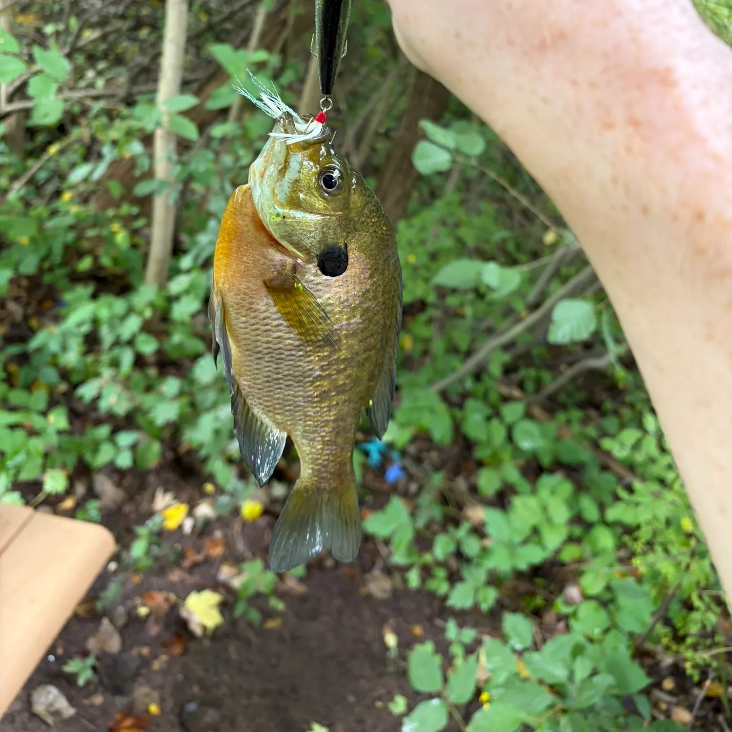 Bluegill caught on Fishbrain