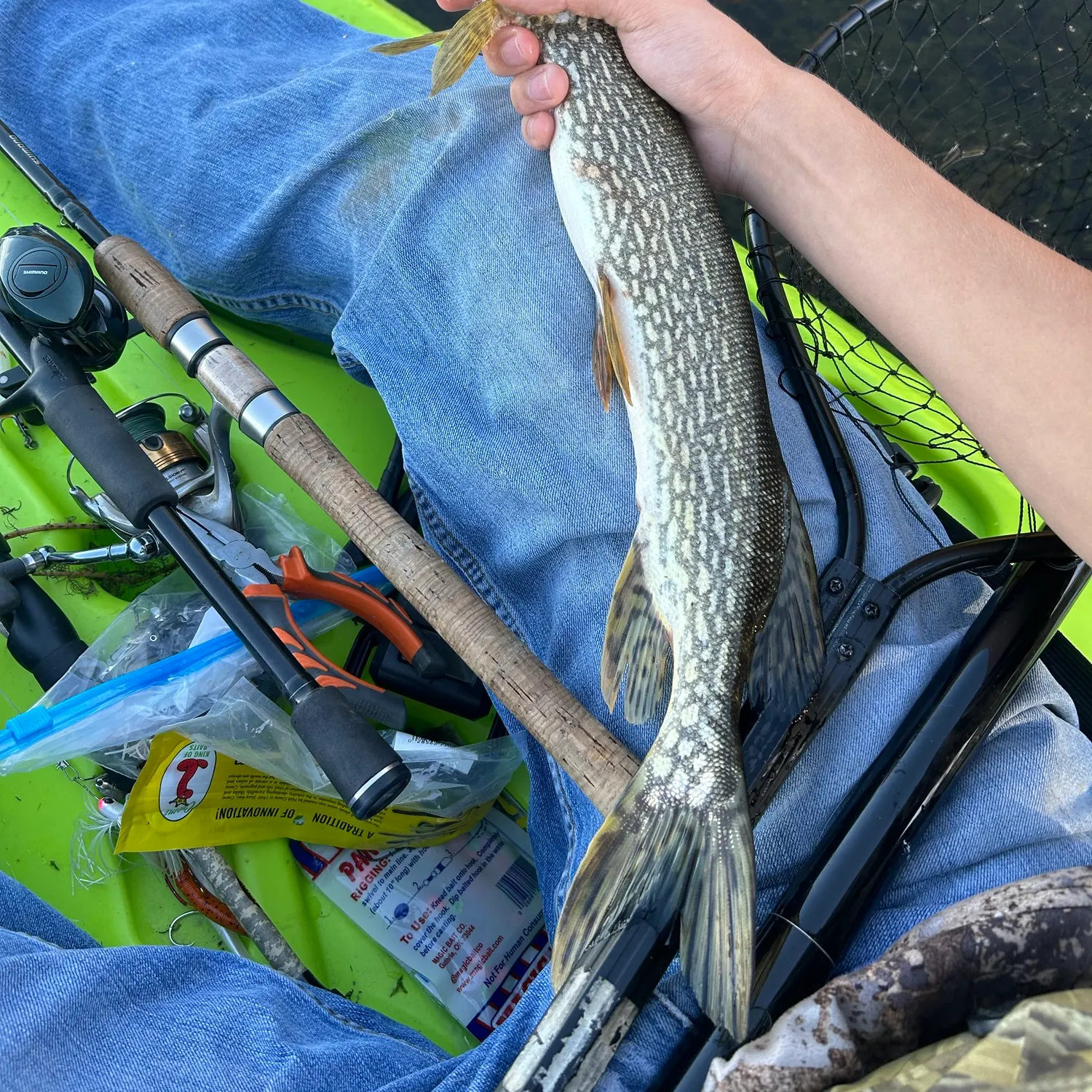 Northern pike caught on Fishbrain