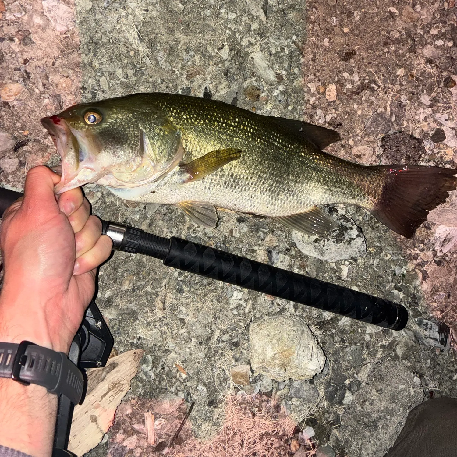 Largemouth bass caught on Fishbrain