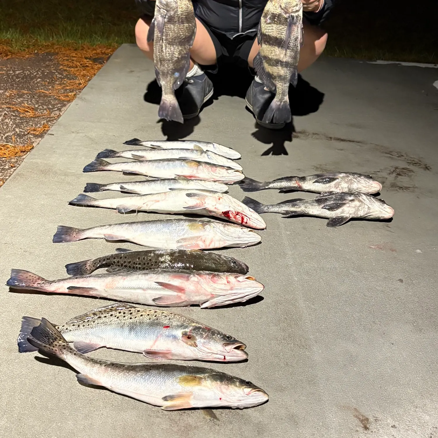 recently logged catches