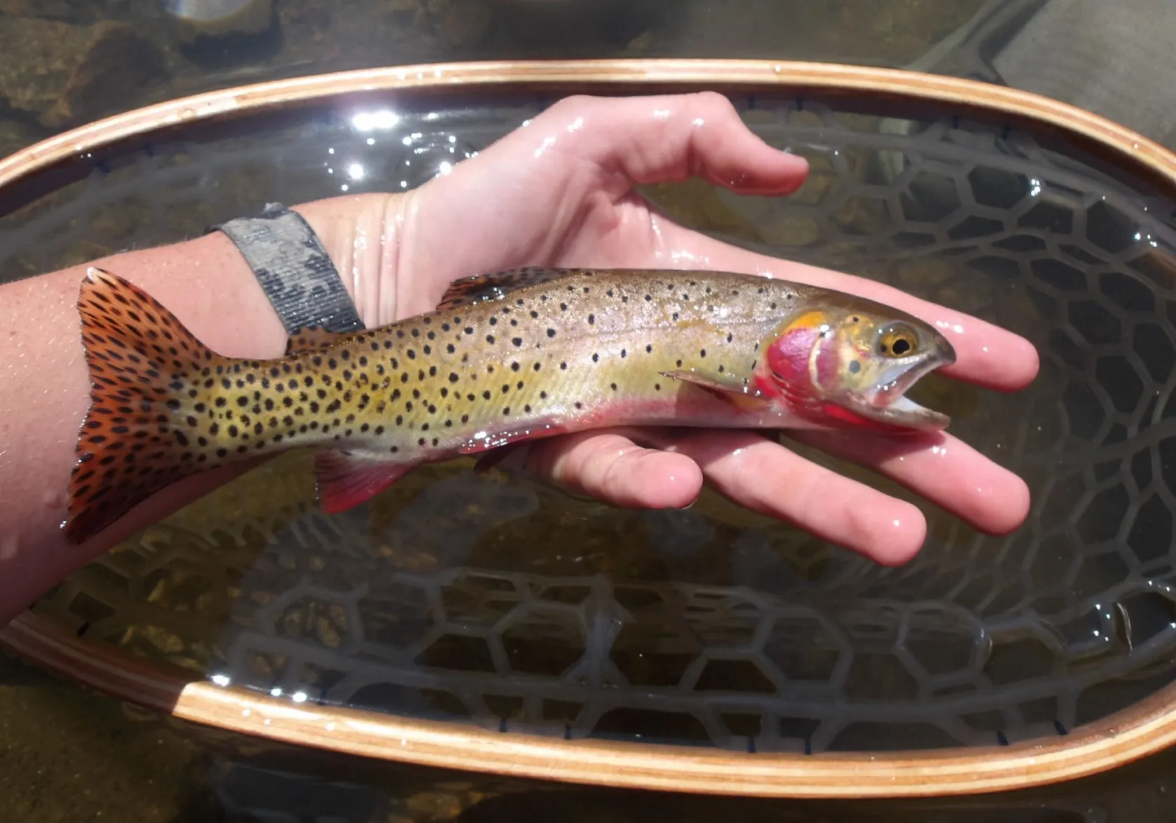 Greenback cutthroat trout