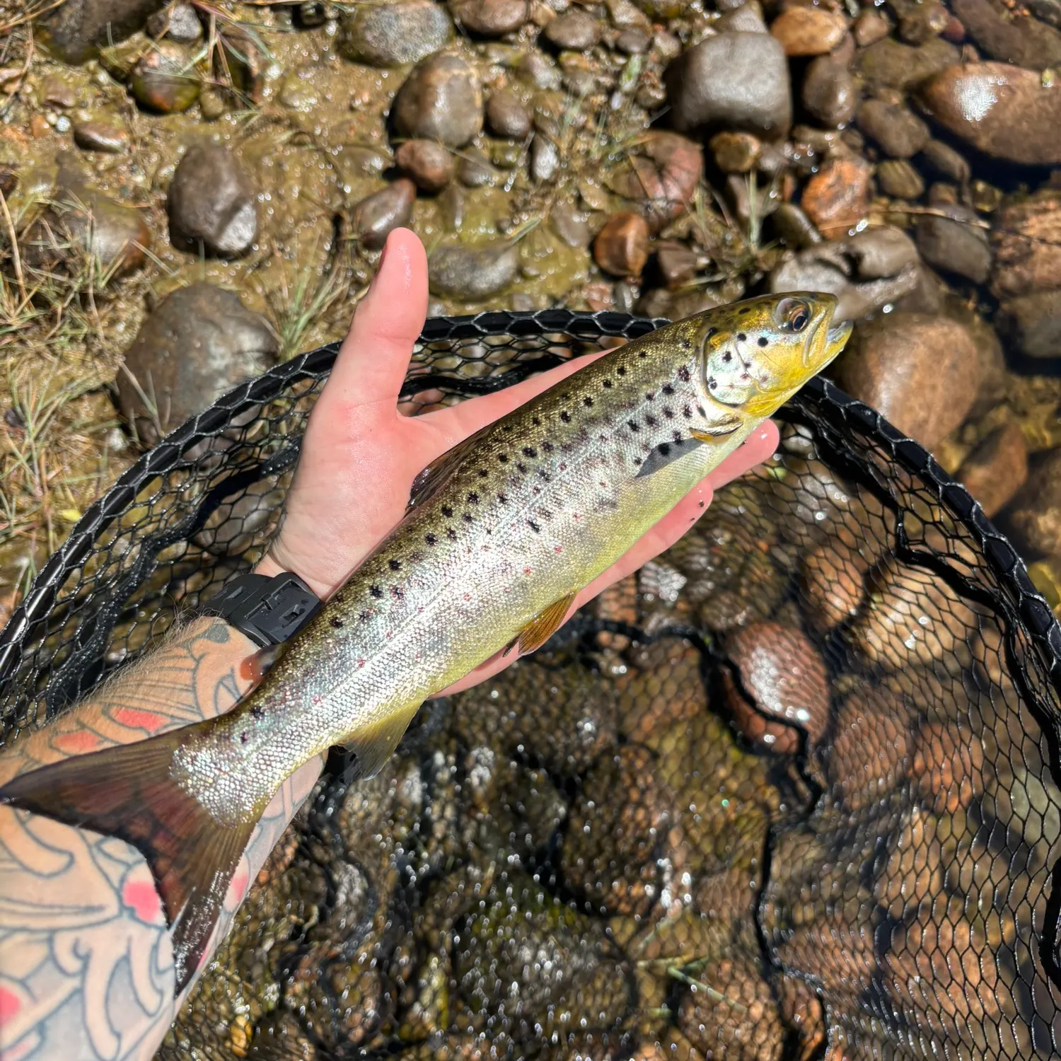 recently logged catches