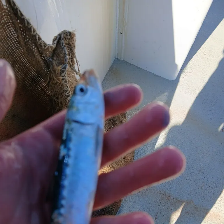 The most recent Slender rainbow sardine catches on Fishbrain