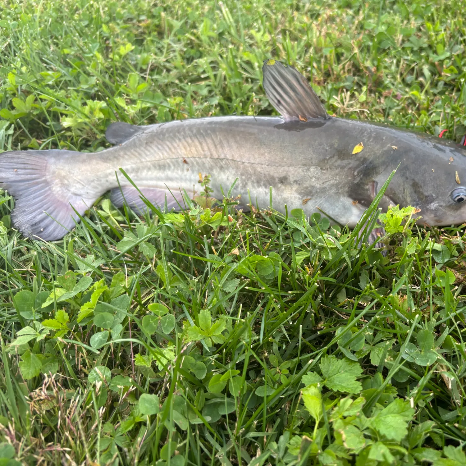 White bullhead caught on Fishbrain