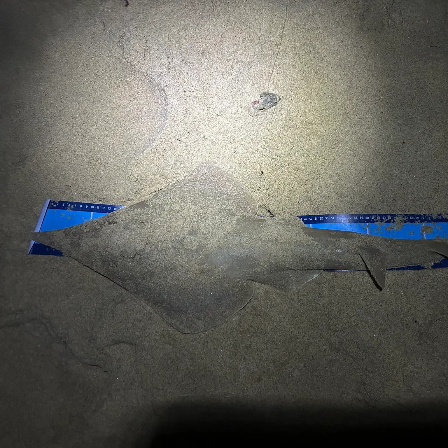 The most recent Pacific shovelnose guitarfish catches on Fishbrain