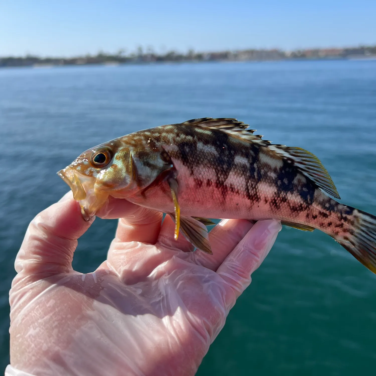 The most recent Kelp bass catches on Fishbrain