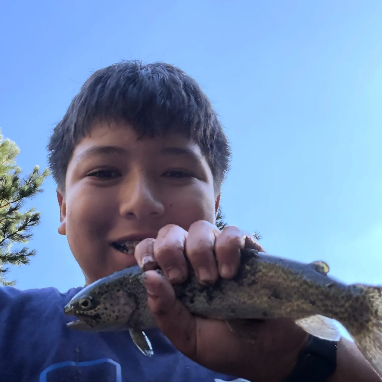 Rainbow trout caught on Fishbrain