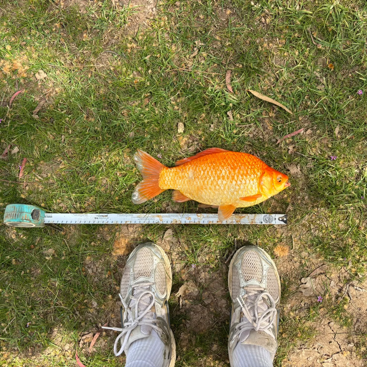 Goldfish caught on Fishbrain