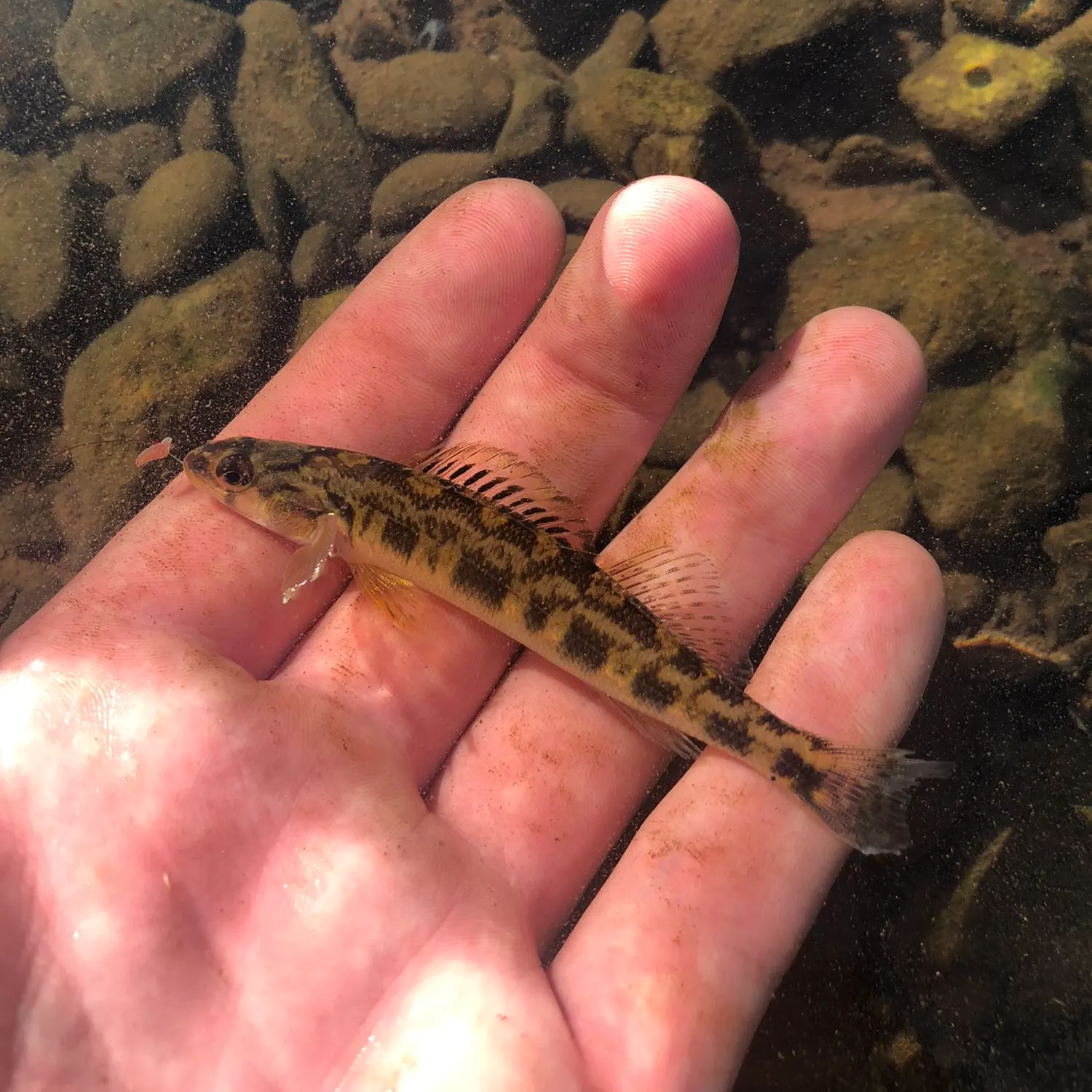 The most recent Shield darter catches on Fishbrain