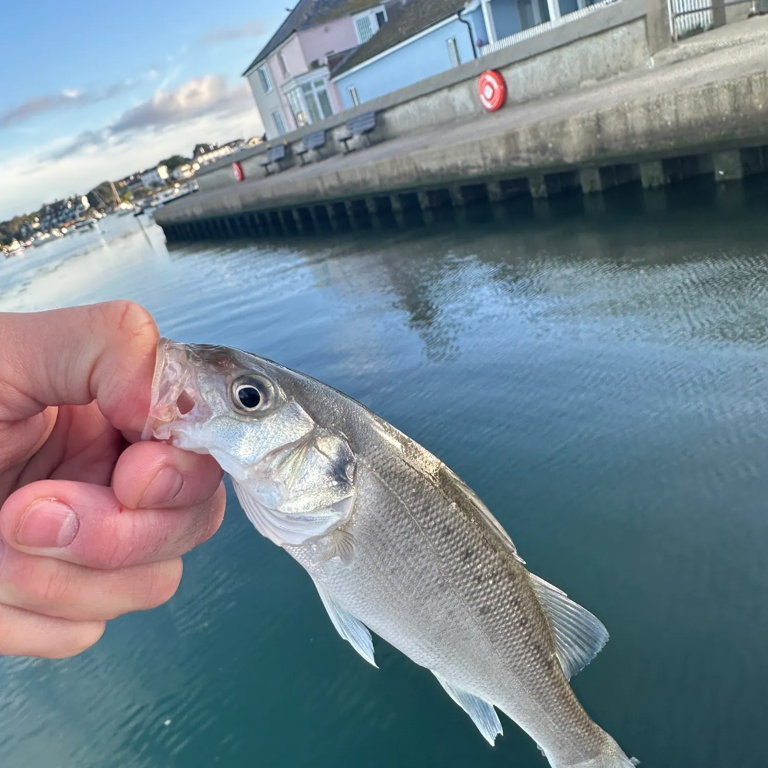 European seabass caught on Fishbrain