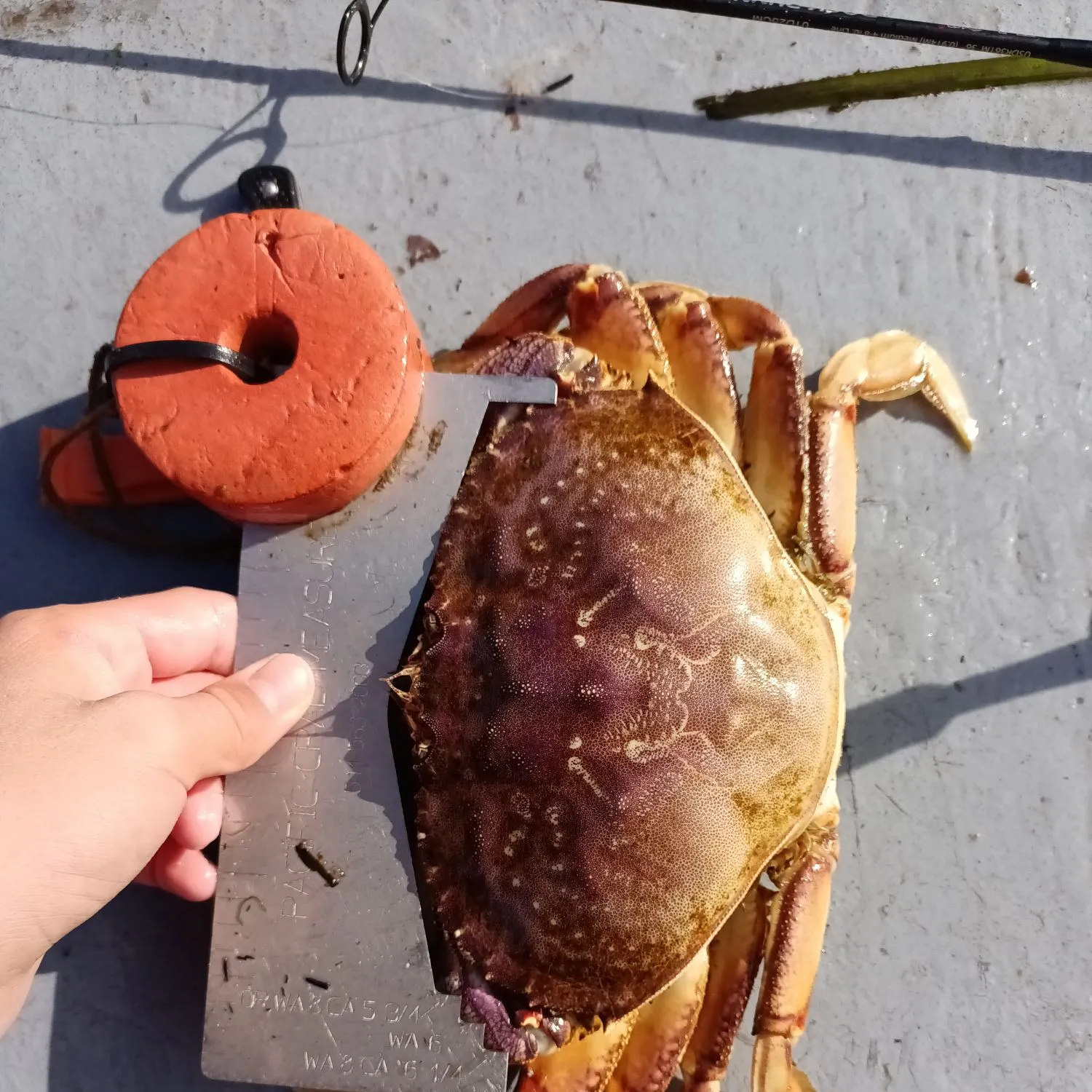 Dungeness crab caught on Fishbrain