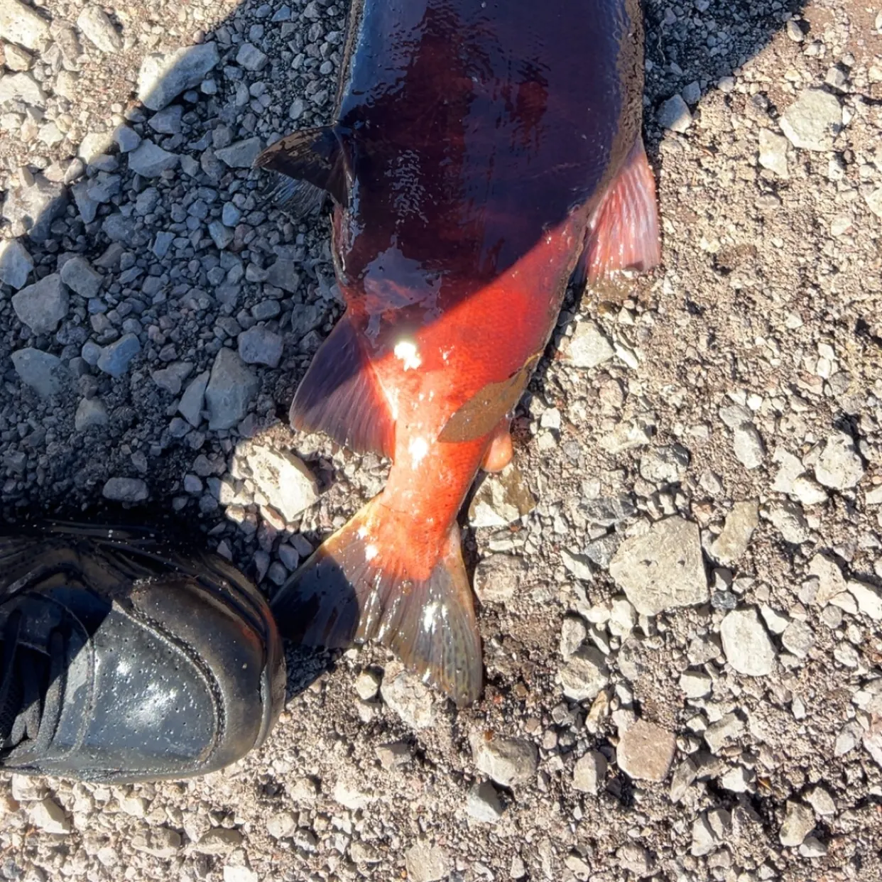 Kokanee salmon caught on Fishbrain