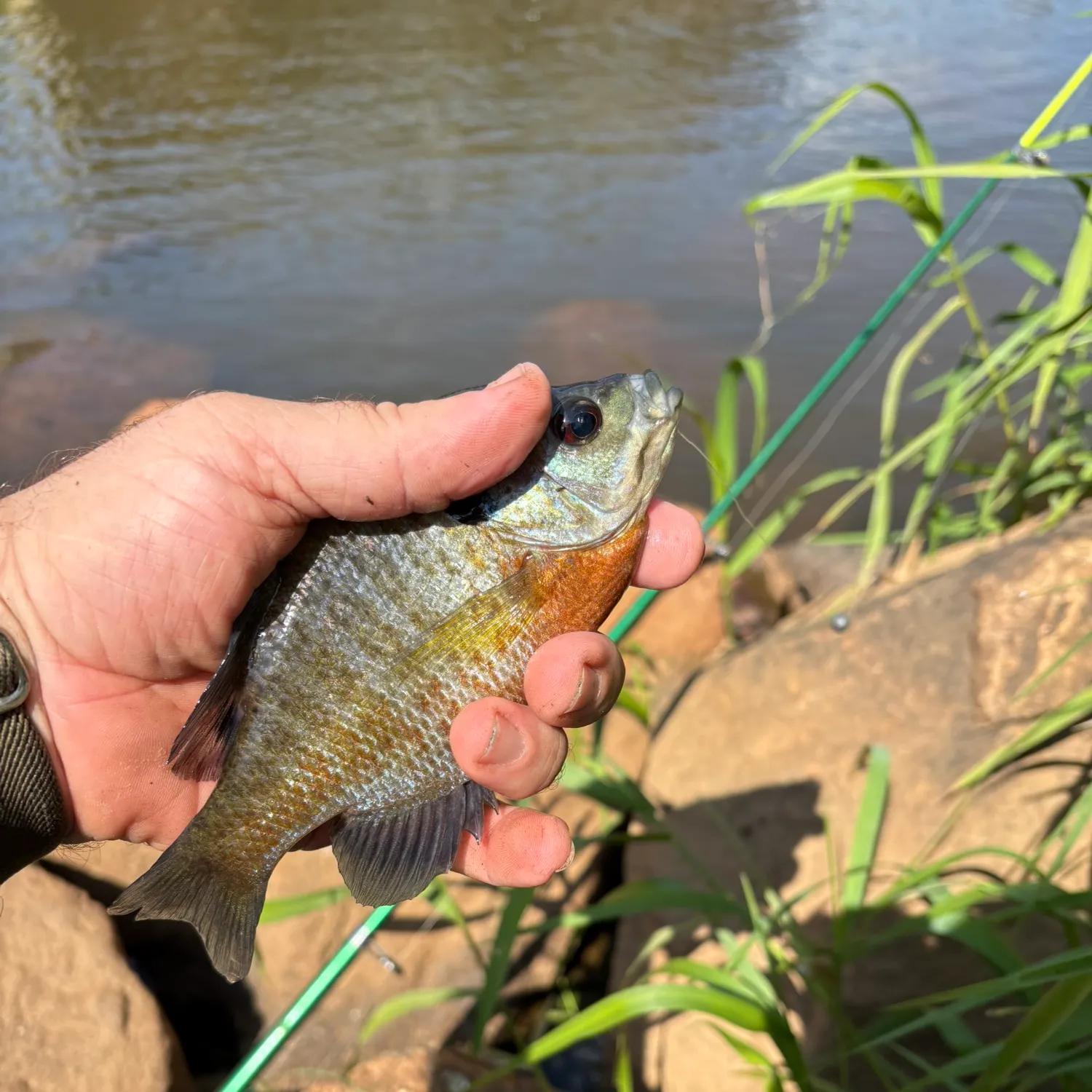 Bluegill caught on Fishbrain