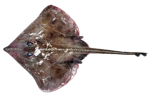 Sailray
