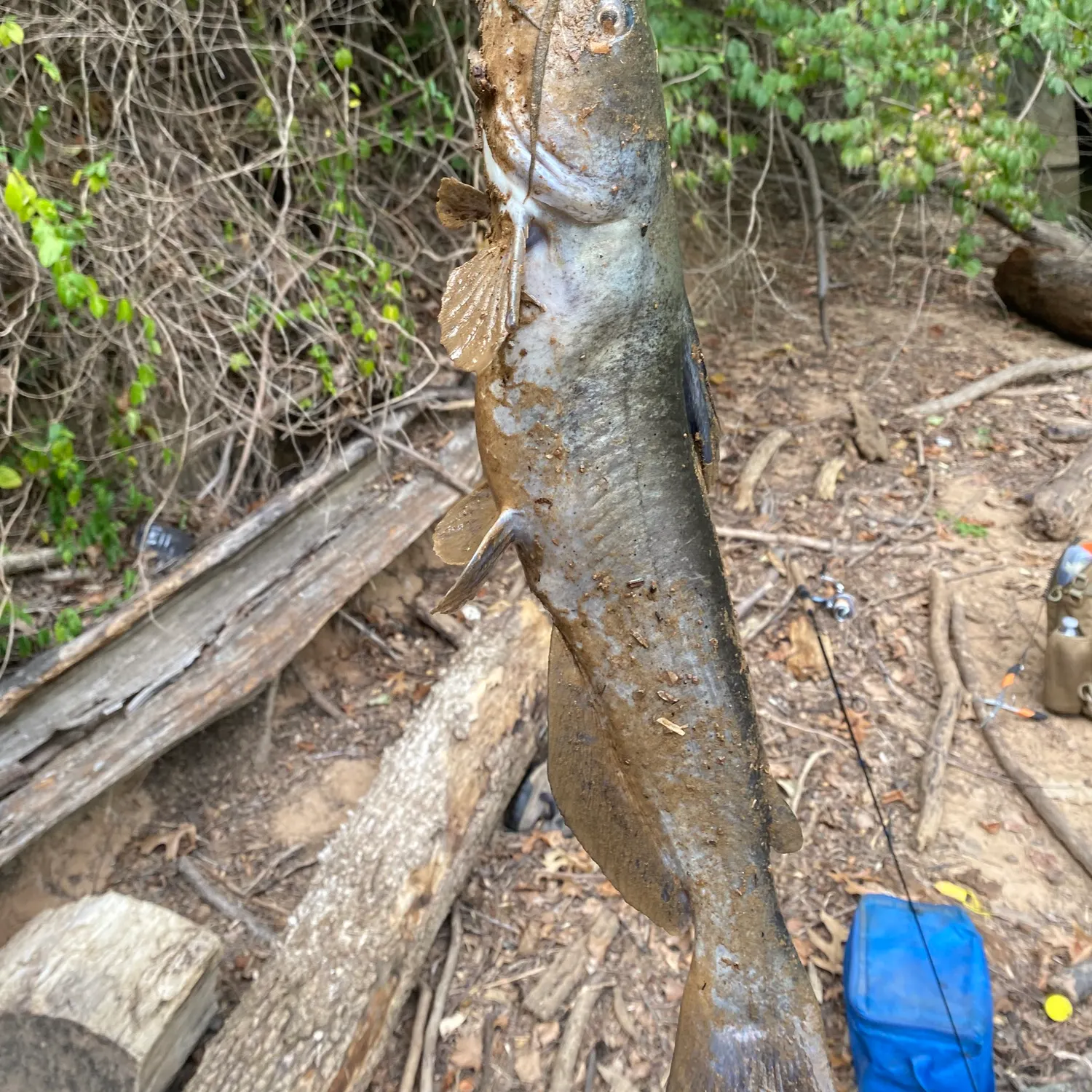 Flathead catfish caught on Fishbrain