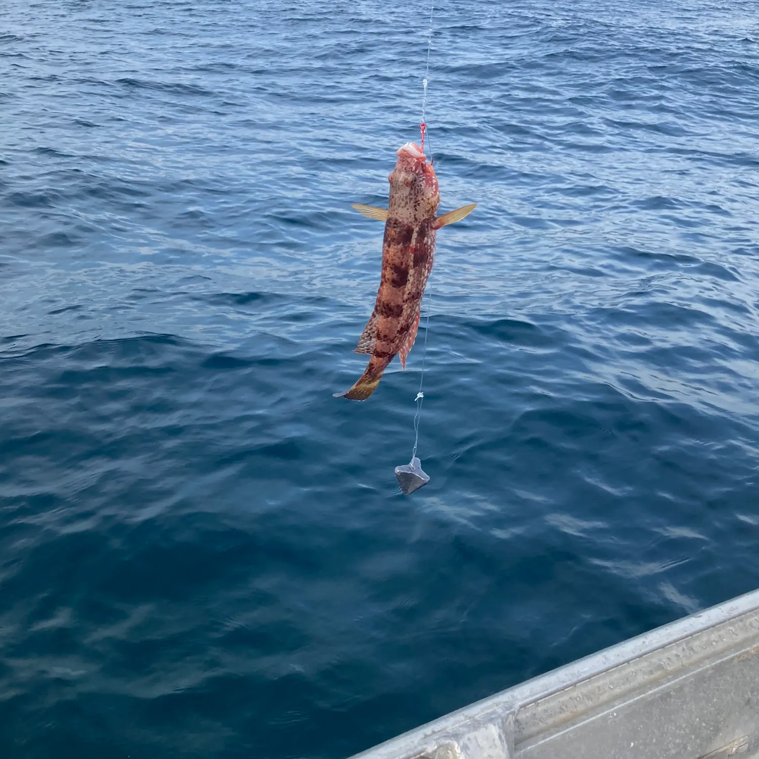 The most recent Striped whiptail catches on Fishbrain