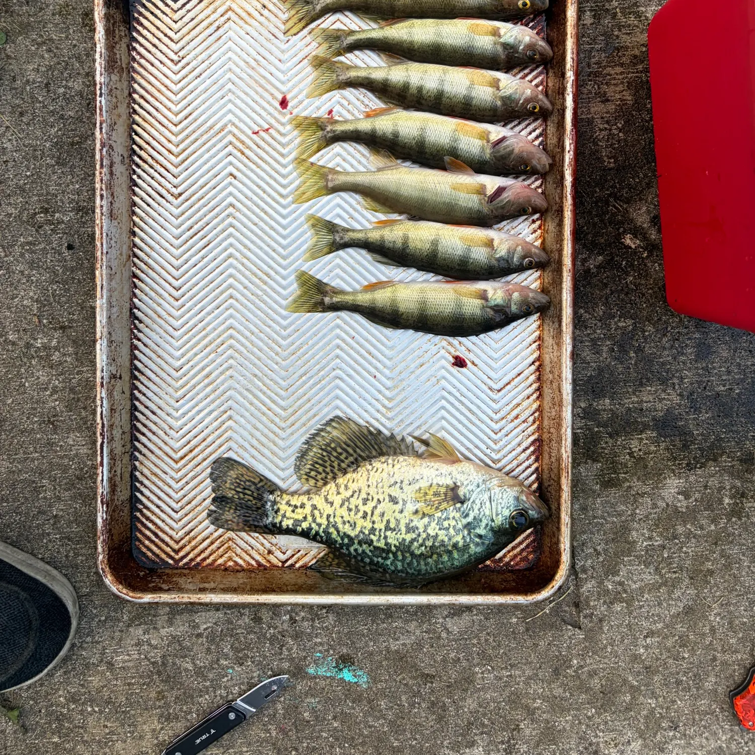 recently logged catches