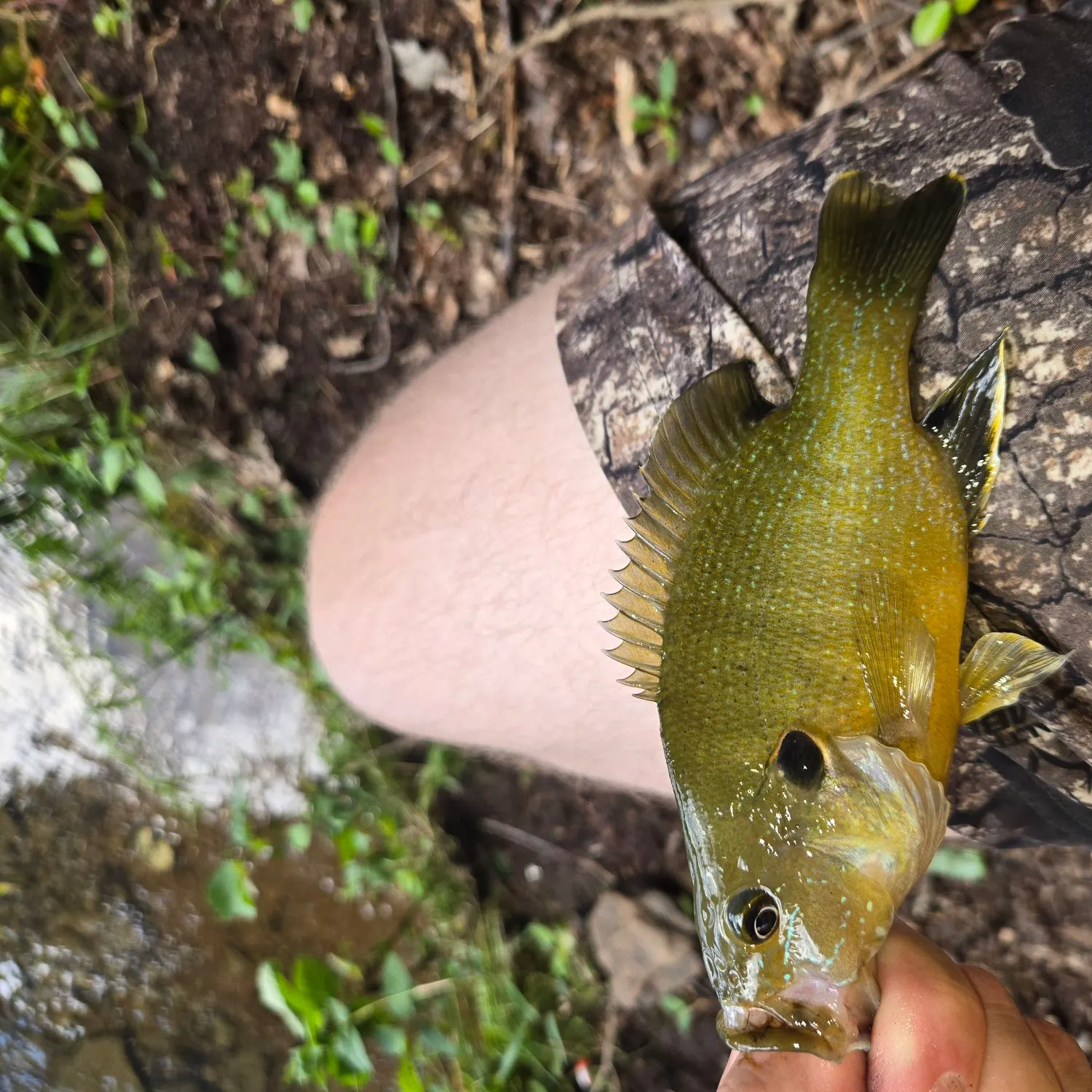 Green sunfish caught on Fishbrain