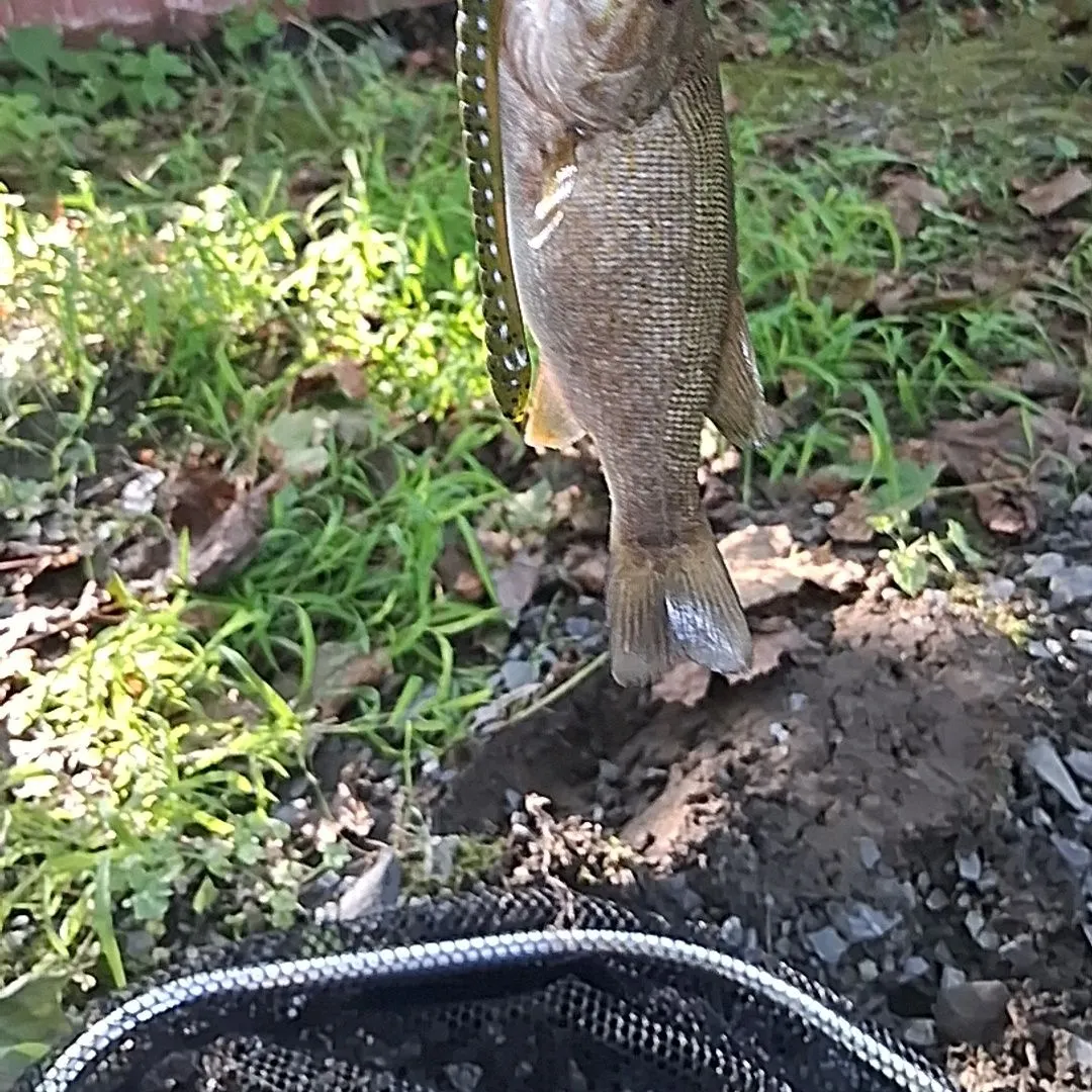 Chain pickerel caught on Fishbrain