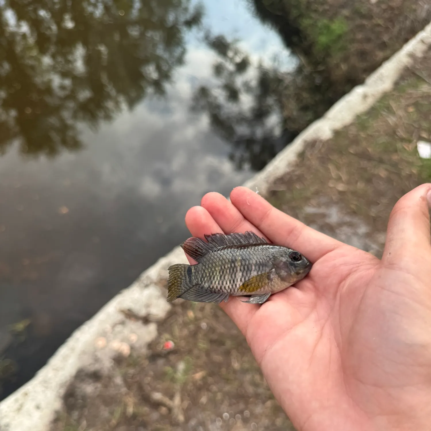 The most recent Spotted tilapia catches on Fishbrain