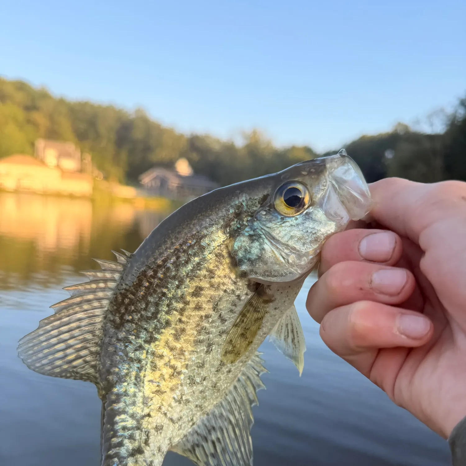 Black crappie caught on Fishbrain