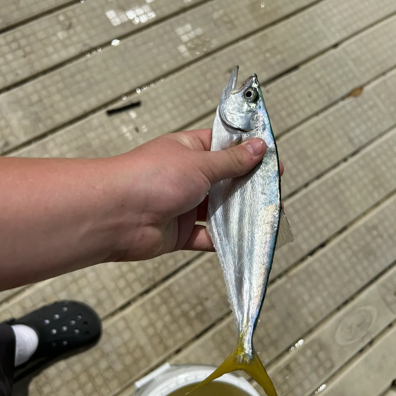 The most recent Leatherjack catches on Fishbrain