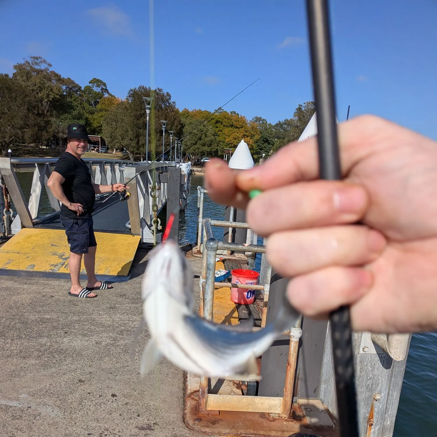 Southern black bream caught on Fishbrain