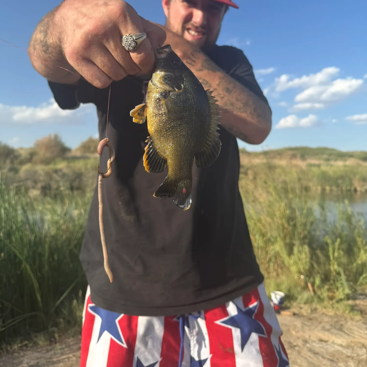 Green sunfish caught on Fishbrain
